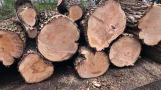 Populieren bomen kappen Woensdrecht 