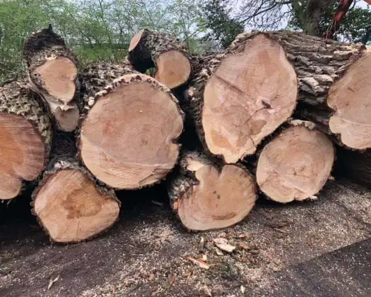 images/001-tuinaanleg-ettenleur/poplierenbomen-kappen-woendrecht/boom-rooien-kappen-woensdrecht-530x424-b47