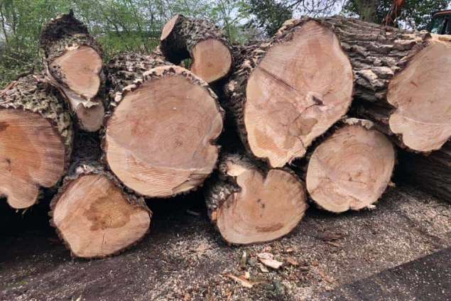 Populieren bomen kappen Woensdrecht 