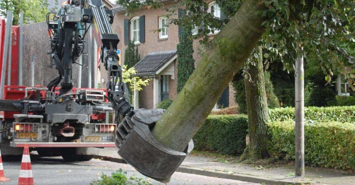 images/001-tuinaanleg-ettenleur/rotterdam-boom-kappen/1-boom-verwijderen-mierlo-1200x628-324