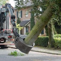 images/001-tuinaanleg-ettenleur/rotterdam-boom-kappen/1-boom-verwijderen-mierlo-200x200-f45