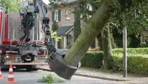images/001-tuinaanleg-ettenleur/rotterdam-boom-kappen/1-boom-verwijderen-mierlo-210x119-6bf