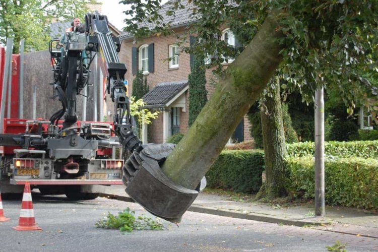 images/001-tuinaanleg-ettenleur/rotterdam-boom-kappen/1-boom-verwijderen-mierlo-750x500-6bf