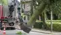 images/001-tuinaanleg-ettenleur/rotterdam-boom-kappen/1-boom-verwijderen-mierlo-90x51-355