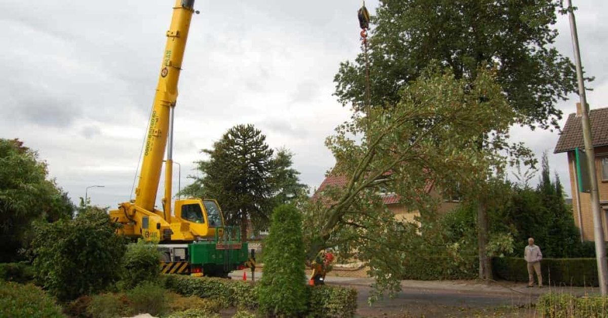 images/001-tuinaanleg-ettenleur/rotterdam-boom-kappen/10-bomen-zagen-mierlo-1200x628-324