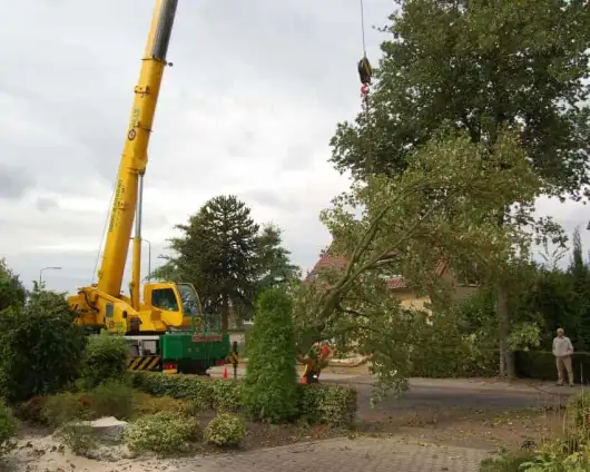 images/001-tuinaanleg-ettenleur/rotterdam-boom-kappen/10-bomen-zagen-mierlo-530x424-29a