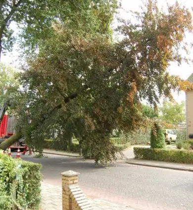 images/001-tuinaanleg-ettenleur/rotterdam-boom-kappen/2-boom-kappen-helmond-390x424-93a