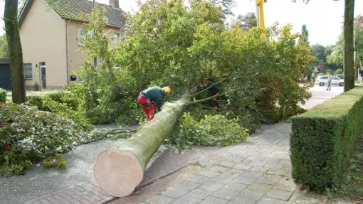 images/001-tuinaanleg-ettenleur/rotterdam-boom-kappen/3-boom-verwijderen-eindhoven-510x287-46c