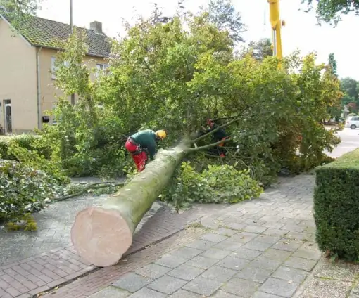 images/001-tuinaanleg-ettenleur/rotterdam-boom-kappen/3-boom-verwijderen-eindhoven-510x424-bfc