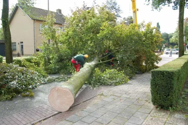 images/001-tuinaanleg-ettenleur/rotterdam-boom-kappen/3-boom-verwijderen-eindhoven-635x424-762
