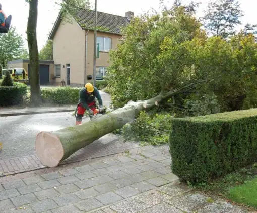 images/001-tuinaanleg-ettenleur/rotterdam-boom-kappen/5-boom-zagen-510x424-bfc