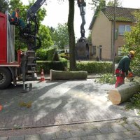 images/001-tuinaanleg-ettenleur/rotterdam-boom-kappen/6-verwijderen-bomen-200x200-f45