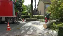 images/001-tuinaanleg-ettenleur/rotterdam-boom-kappen/6-verwijderen-bomen-210x119-6bf