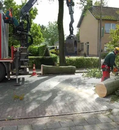 images/001-tuinaanleg-ettenleur/rotterdam-boom-kappen/6-verwijderen-bomen-390x424-93a