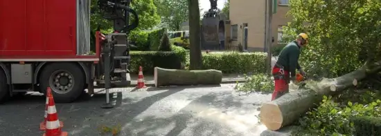 images/001-tuinaanleg-ettenleur/rotterdam-boom-kappen/6-verwijderen-bomen-550x197-45e