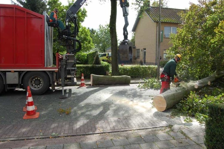 images/001-tuinaanleg-ettenleur/rotterdam-boom-kappen/6-verwijderen-bomen-750x500-6bf