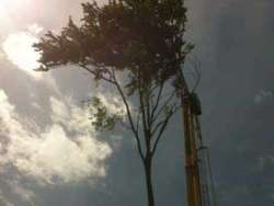 Bomen kappen Nistelrode