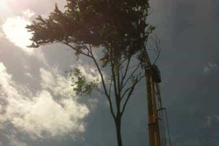 images/001-tuinaanleg-ettenleur/rotterdam-boom-kappen/Bomen-verwijderen-Amsterdam-750x500-6bf