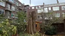 images/001-tuinaanleg-ettenleur/rotterdam-boom-kappen/Rotterdam-bomen-rooien-210x118-ff8