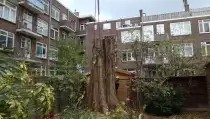 images/001-tuinaanleg-ettenleur/rotterdam-boom-kappen/Rotterdam-bomen-rooien-210x119-6bf