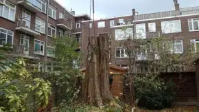 images/001-tuinaanleg-ettenleur/rotterdam-boom-kappen/Rotterdam-bomen-rooien-290x163-b2b