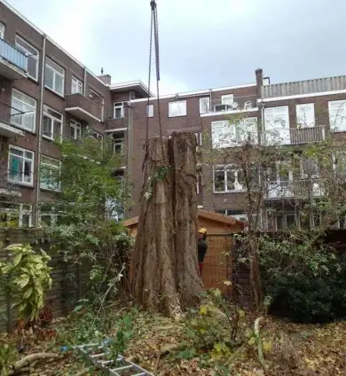 images/001-tuinaanleg-ettenleur/rotterdam-boom-kappen/Rotterdam-bomen-rooien-390x424-93a