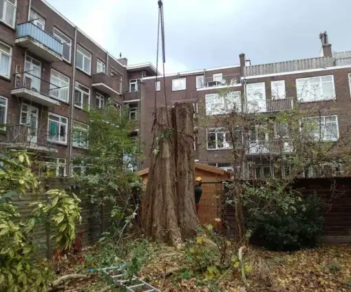images/001-tuinaanleg-ettenleur/rotterdam-boom-kappen/Rotterdam-bomen-rooien-510x424-bfc