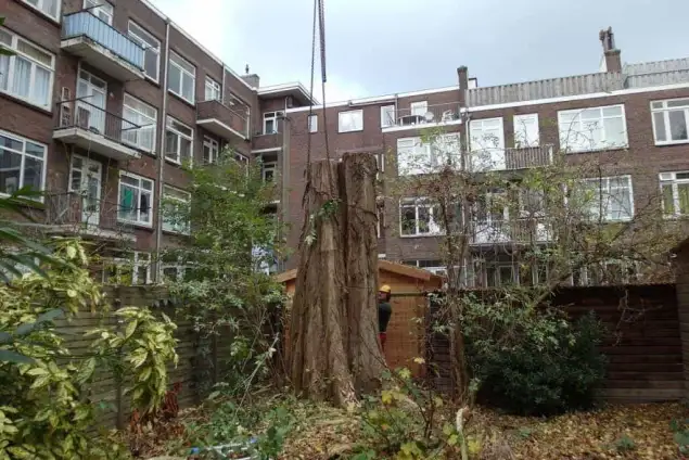 images/001-tuinaanleg-ettenleur/rotterdam-boom-kappen/Rotterdam-bomen-rooien-635x424-762