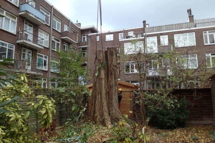 images/001-tuinaanleg-ettenleur/rotterdam-boom-kappen/Rotterdam-bomen-rooien-750x500-6bf