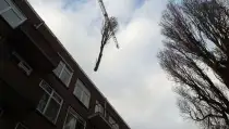 images/001-tuinaanleg-ettenleur/rotterdam-boom-kappen/Rotterdam-wegzagen-van-bomen-210x119-6bf