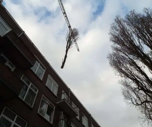 images/001-tuinaanleg-ettenleur/rotterdam-boom-kappen/Rotterdam-wegzagen-van-bomen-510x424-bfc