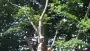 images/001-tuinaanleg-ettenleur/rotterdam-boom-kappen/bomen-rooien-Zegge-90x51-355