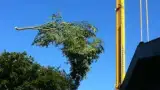 images/001-tuinaanleg-ettenleur/rotterdam-boom-kappen/boom-verwijderen-Dordrecht-160x90-76a