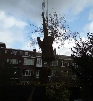 images/001-tuinaanleg-ettenleur/rotterdam-boom-kappen/rotterdam-boom-kappen-390x424-93a