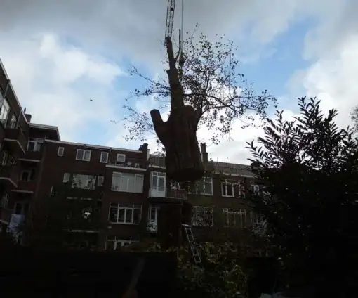 images/001-tuinaanleg-ettenleur/rotterdam-boom-kappen/rotterdam-boom-kappen-510x424-bfc