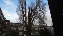 images/001-tuinaanleg-ettenleur/rotterdam-boom-kappen/rotterdam-boom-kappen-zonder-vergunning-210x119-6bf