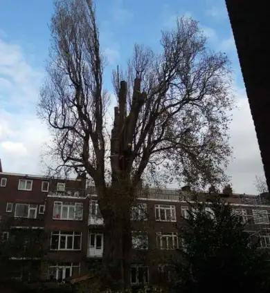 images/001-tuinaanleg-ettenleur/rotterdam-boom-kappen/rotterdam-boom-kappen-zonder-vergunning-390x424-93a