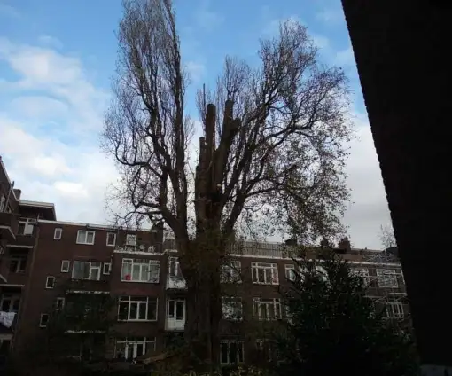 images/001-tuinaanleg-ettenleur/rotterdam-boom-kappen/rotterdam-boom-kappen-zonder-vergunning-510x424-bfc