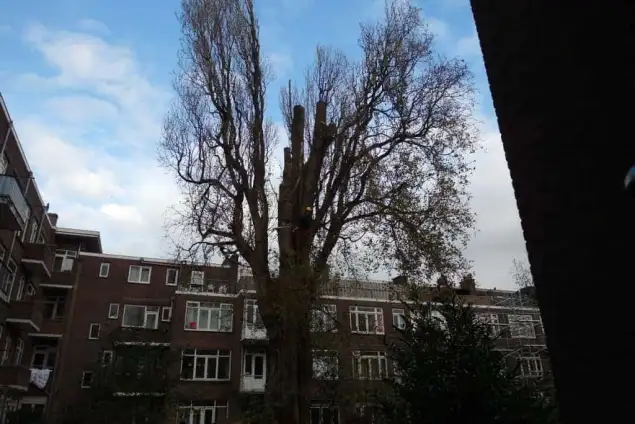 images/001-tuinaanleg-ettenleur/rotterdam-boom-kappen/rotterdam-boom-kappen-zonder-vergunning-635x424-762