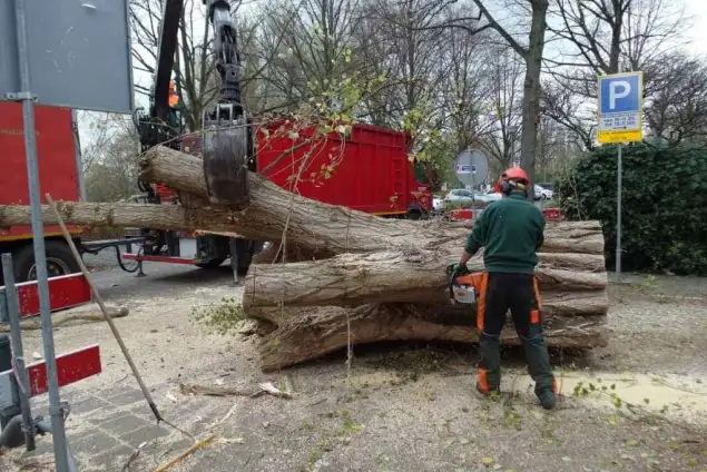 images/001-tuinaanleg-ettenleur/rotterdam-boom-kappen/rotterdam-boom-rooien(1)-635x424-762