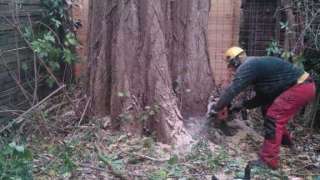 images/001-tuinaanleg-ettenleur/rotterdam-boom-kappen/rotterdam-hoe-haal-ik-een-boom-weg-320x180-fea