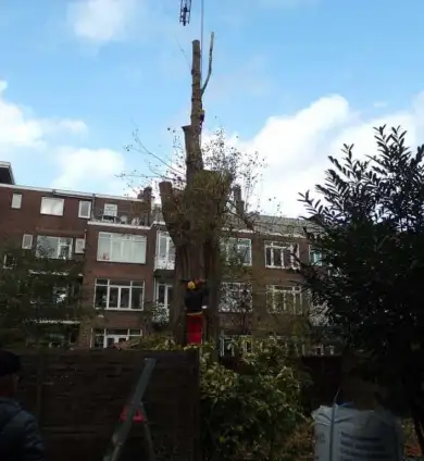 images/001-tuinaanleg-ettenleur/rotterdam-boom-kappen/rotterdam-slopen-van-bomen-390x424-93a