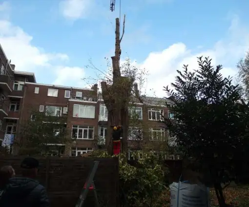 images/001-tuinaanleg-ettenleur/rotterdam-boom-kappen/rotterdam-slopen-van-bomen-510x424-bfc