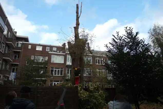 images/001-tuinaanleg-ettenleur/rotterdam-boom-kappen/rotterdam-slopen-van-bomen-635x424-762