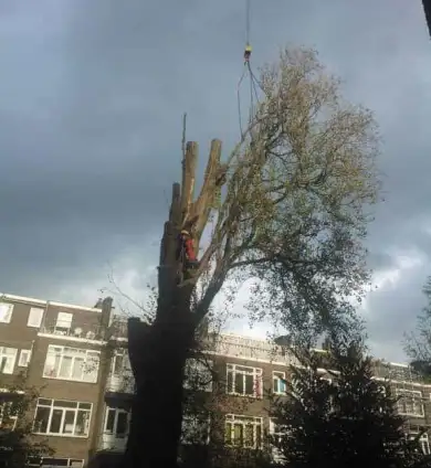 images/001-tuinaanleg-ettenleur/rotterdam-boom-kappen/rotterdam-verwijderen-boom-390x424-93a