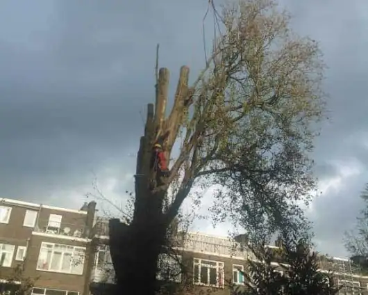 images/001-tuinaanleg-ettenleur/rotterdam-boom-kappen/rotterdam-verwijderen-boom-530x424-29a