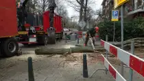 images/001-tuinaanleg-ettenleur/rotterdam-boom-kappen/rotterdam-verwijderen-van-een-italiaanse-populier-210x119-6bf