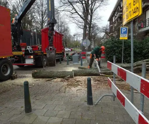 images/001-tuinaanleg-ettenleur/rotterdam-boom-kappen/rotterdam-verwijderen-van-een-italiaanse-populier-510x424-bfc