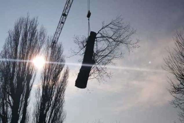 Wilgen bomen rooien Rotterdam