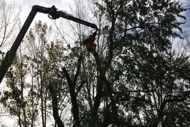 Bomen snoeien Dussen